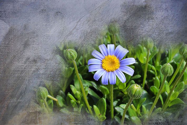 緑と植物・花のイメージ画像