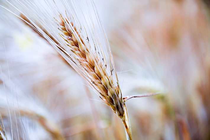 グルテンとグルテンフリー、小麦のイメージ画像